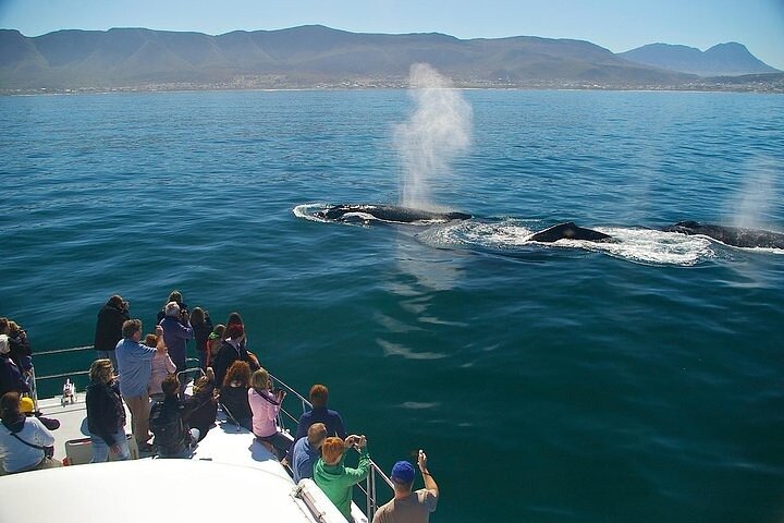 Whale Watching and Winelands Tour - Image 1