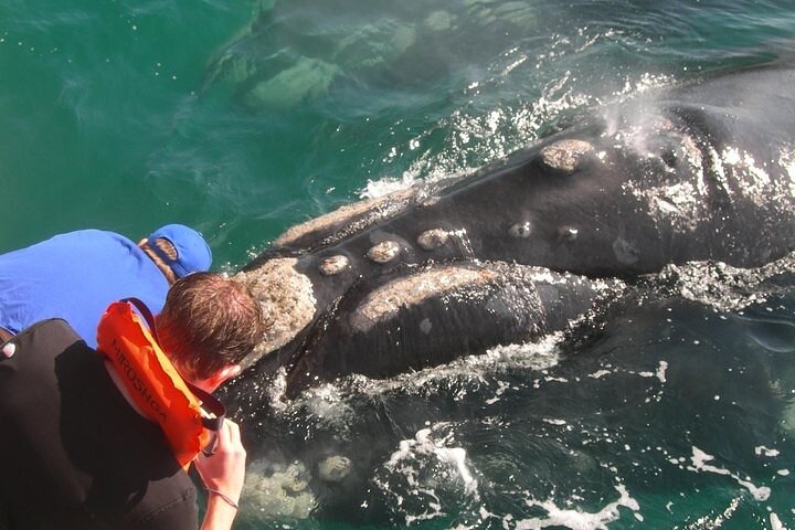 Whale Watching and Winelands Tour - Image 2