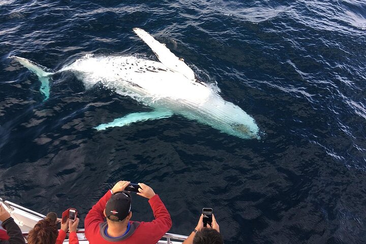 Whale Watching and Winelands Tour - Image 4