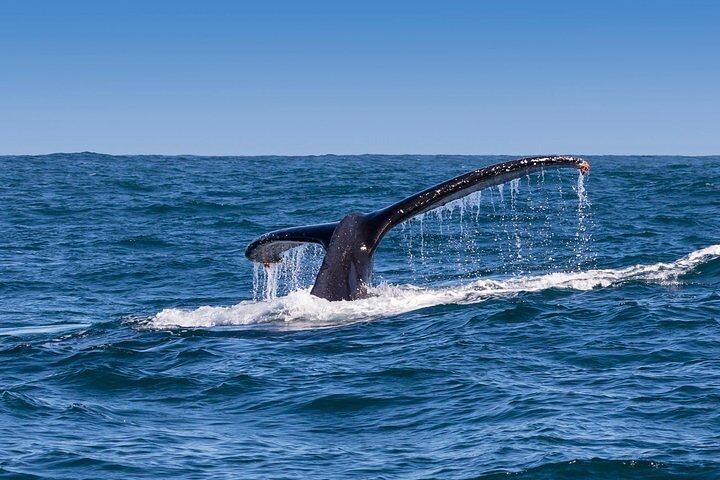 Whale Watching and Winelands Tour - Image 3