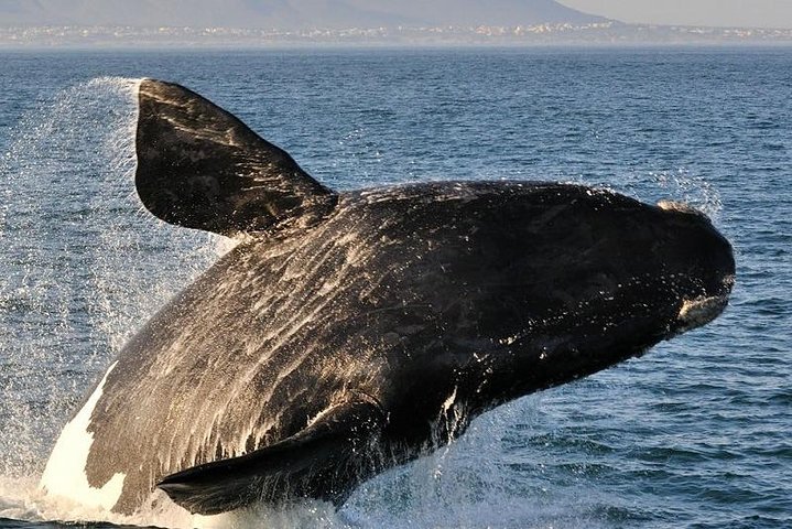 Whale Watching In Hermanus Private Tour - Image 2
