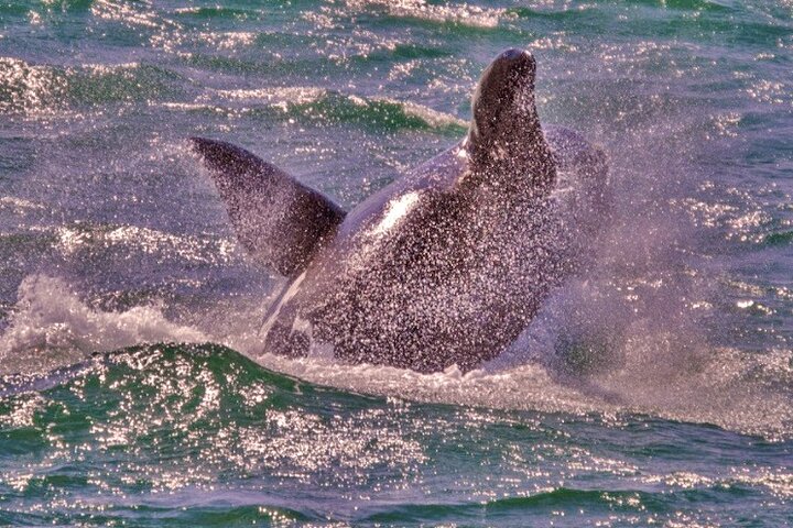 Whale Watching In Hermanus Private Tour - Image 3