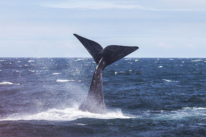 Whale Watching In Hermanus Private Tour - Image 5