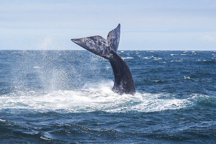 Whale Watching In Hermanus Private Tour - Image 1