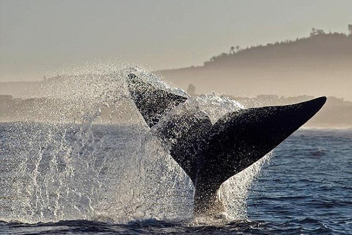 Whale Watching In Hermanus Private Tour - Image 4