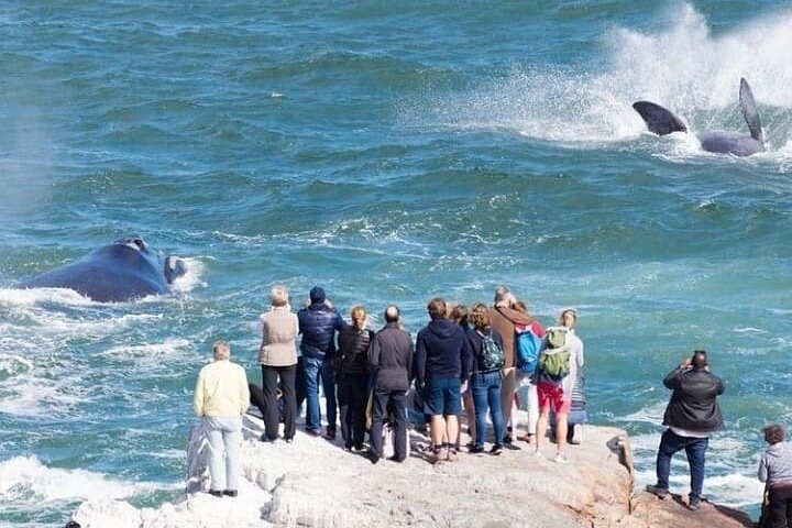 Whales and Wine in Magical Hermanus.. - Image 1