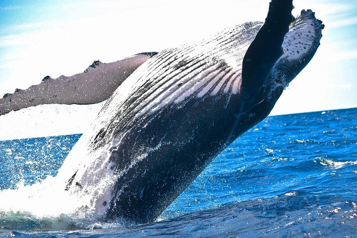 Whales & Wine - Image 1