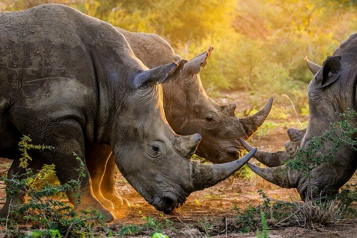Wine & Cheese Tasting Private Tour in African Safari at Aquila - Image 2
