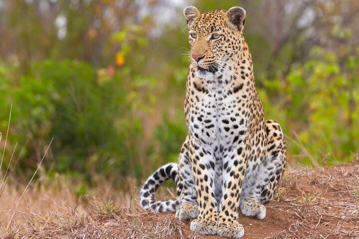 Wine & Cheese Tasting Private Tour in African Safari at Aquila - Image 1