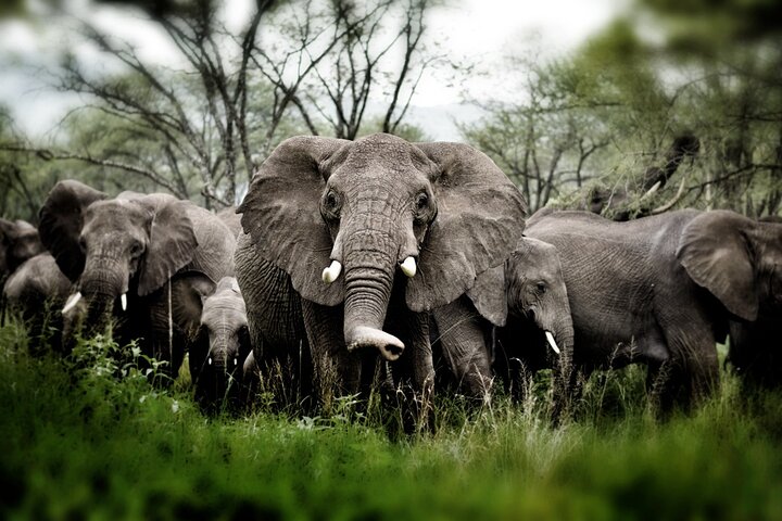 Wine & Cheese Tasting Private Tour in African Safari at Aquila - Image 3