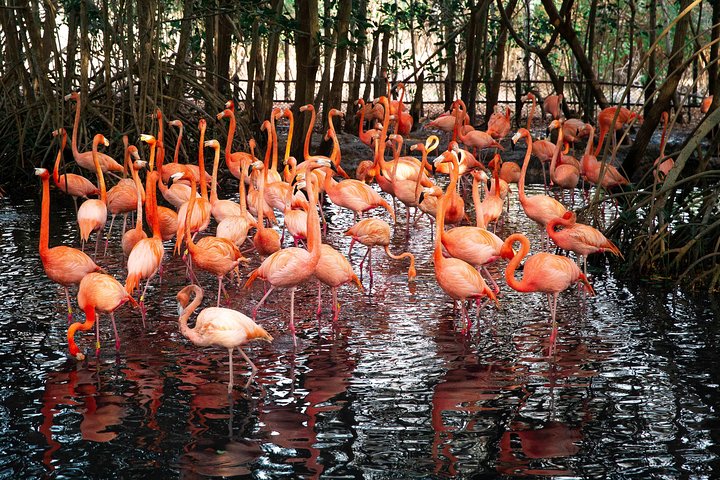 Aviario Nacional Including Playa Blanca Shared Tour - Image 1