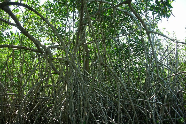 Cartagena canoe mangroves - Image 4