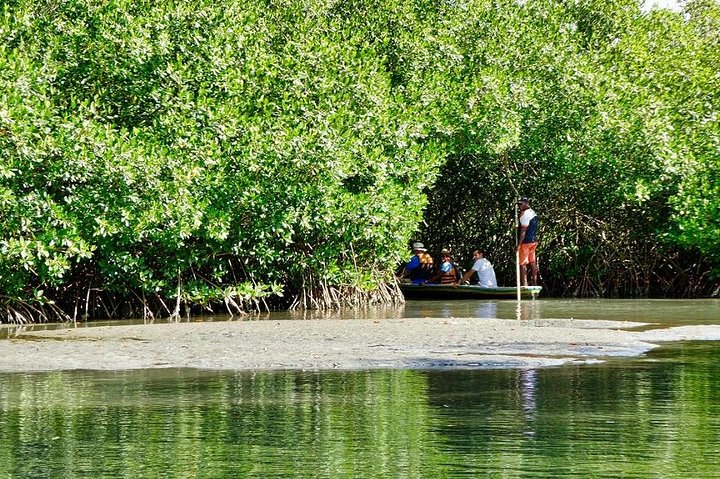 Cartagena canoe mangroves - Image 2