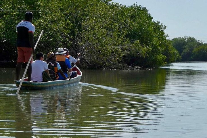 Cartagena canoe mangroves - Image 3