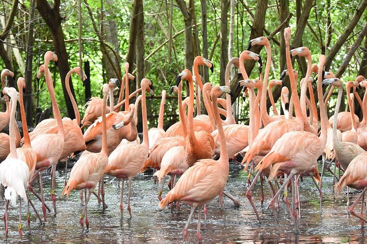 Cartagena private aviary tour - Image 2