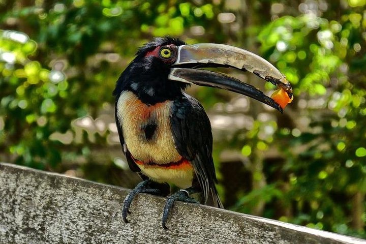 Cartagena private aviary tour - Image 5