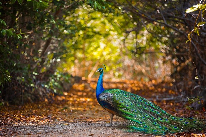 Cartagena private aviary tour - Image 3