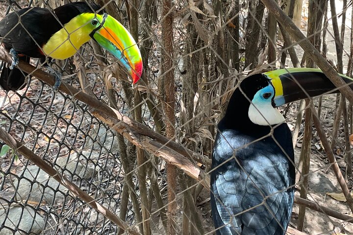 Experience in the National Aviary of Colombia - Image 5