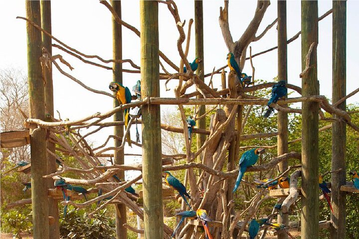 Full day tour aviary with beach in Baru with lunch - Image 5
