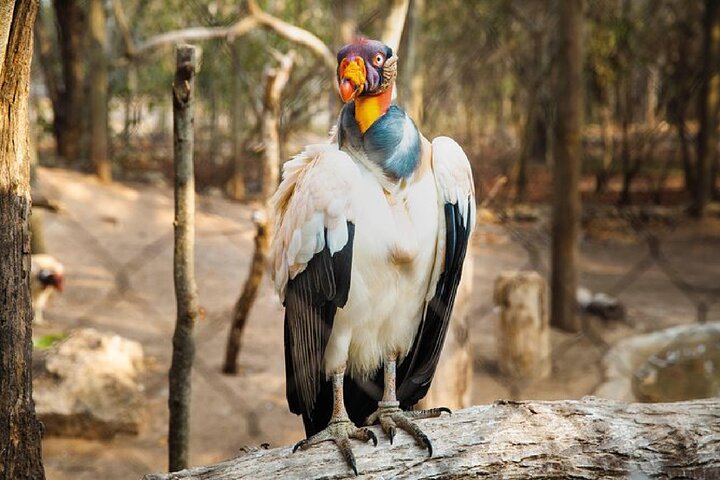 Full day tour aviary with beach in Baru with lunch - Image 4