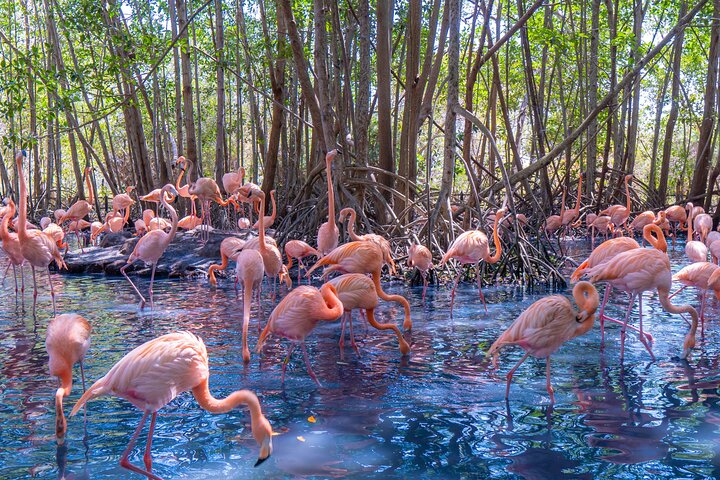 Full Day Tour to the Playa Blanca National Aviary and Plankton - Image 4