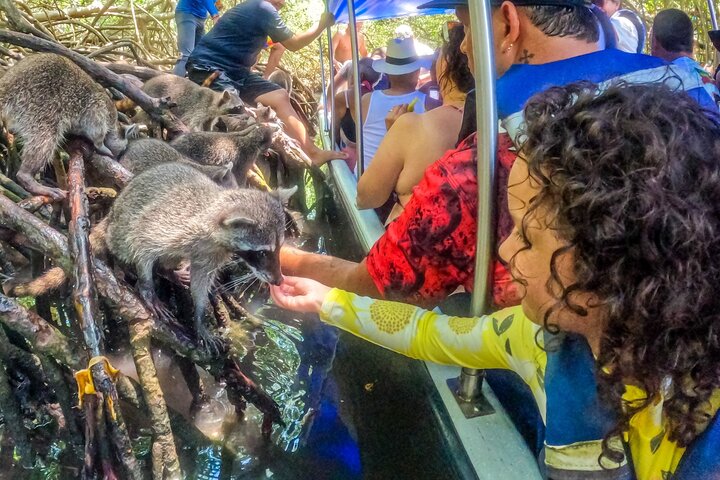 Magical Full-Day Tour Through The Mangroves And The Beach In Isla de Barú - Image 1