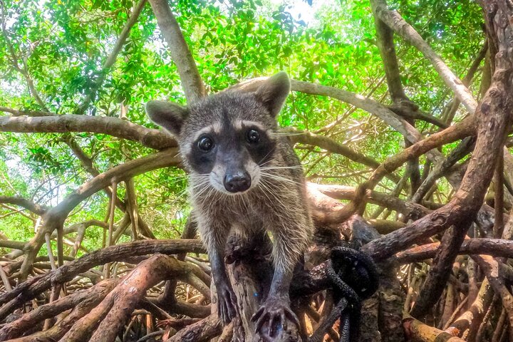 Magical Full-Day Tour Through The Mangroves And The Beach In Isla de Barú - Image 2
