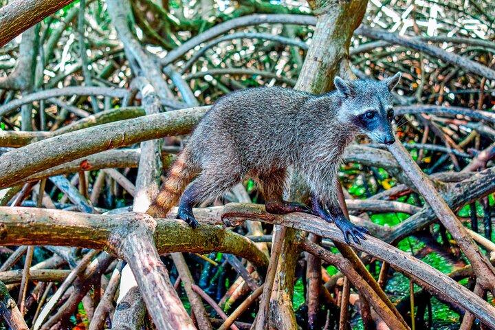 Magical Full-Day Tour Through The Mangroves And The Beach In Isla de Barú - Image 3