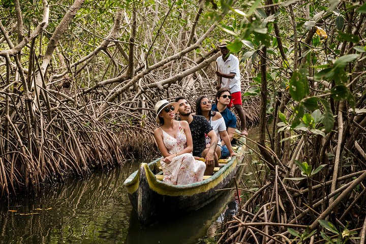 Mangroves tour for cruises. - Image 1