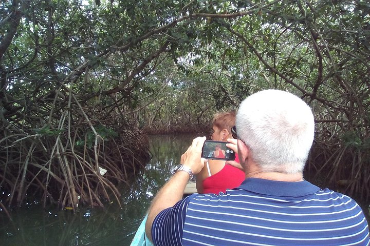 Mangroves tour for cruises. - Image 2