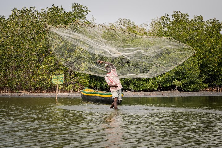 Mangroves tour for cruises. - Image 3