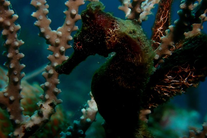 PADI Open Water Diving Course - Image 5