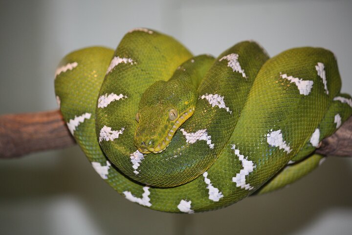 Private Reptile Zoo Adventure Tour with Guide in Cartagena  - Image 5