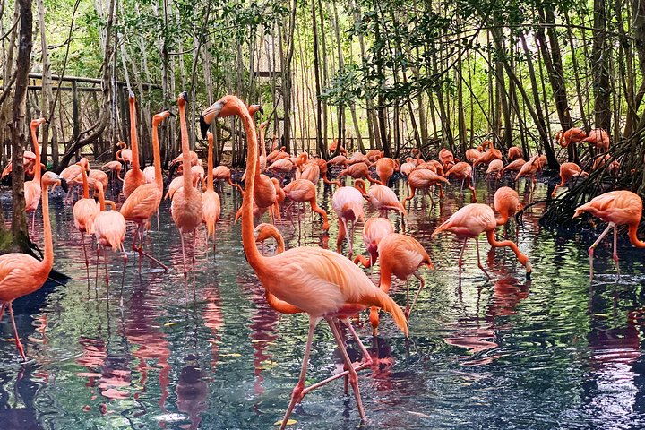 Small group tour to the Aviary from Cartagena - Image 1