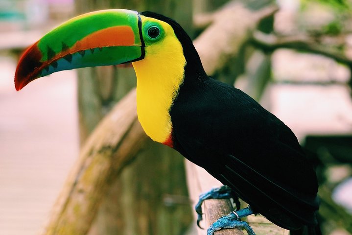 Small group tour to the Aviary from Cartagena - Image 3