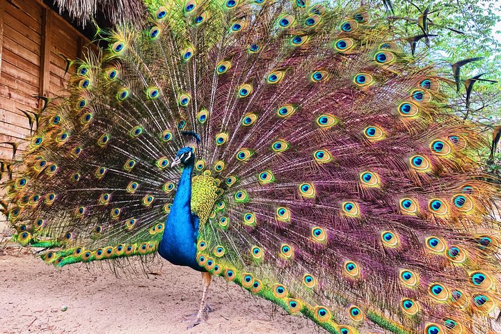 Small group tour to the Aviary from Cartagena - Image 2