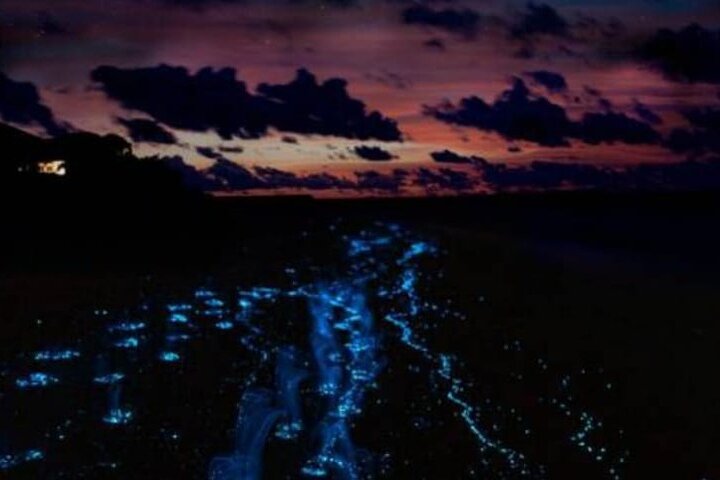 tour to baru all day and night plankton - Image 4