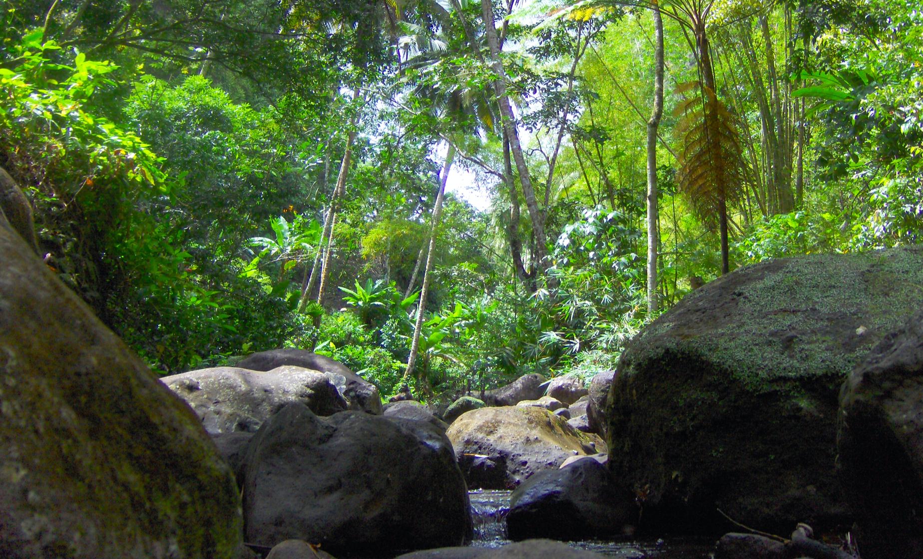 Rainforest Nature Trek - Image 1