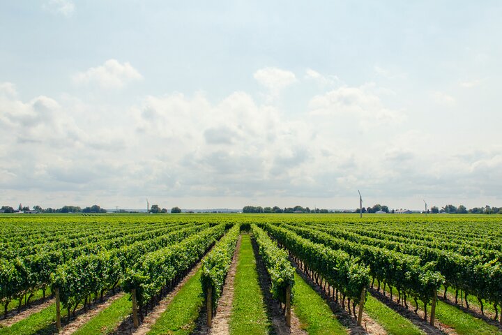 Etna tour with lunch and wine tasting in the cellar - Image 2