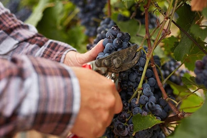 Private visit to the cellars of Etna with wine tasting - Image 2