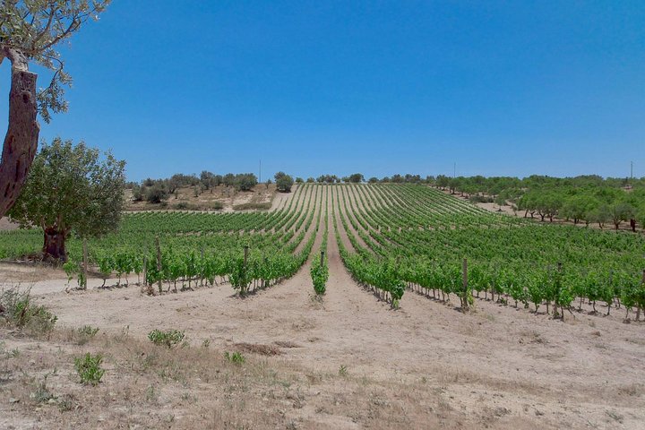 Wine and Food Baroque Day Tour – Private Experience - Image 3