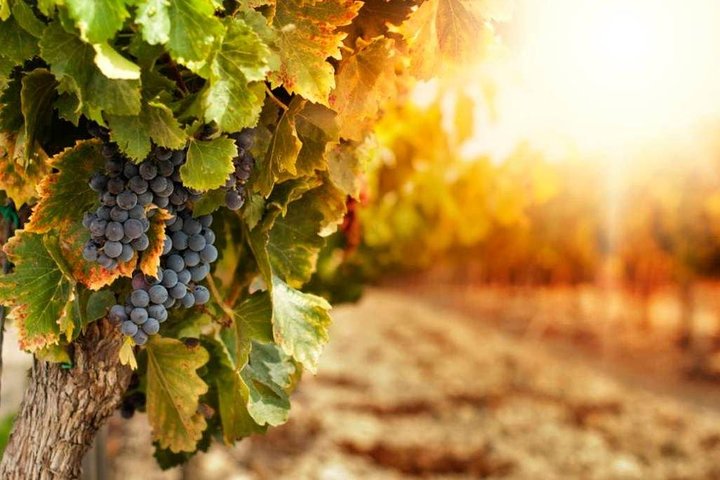 Wine Tasting tour from Catania - Image 2