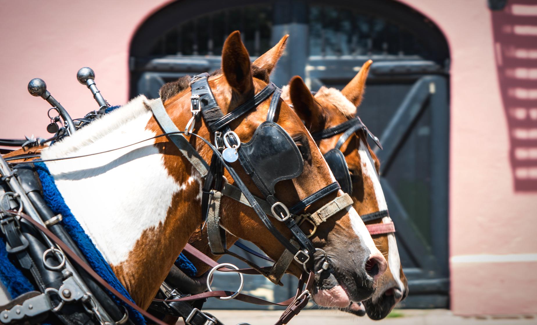 Charleston Historic Carriage Ride Pre Cruise - Image 1