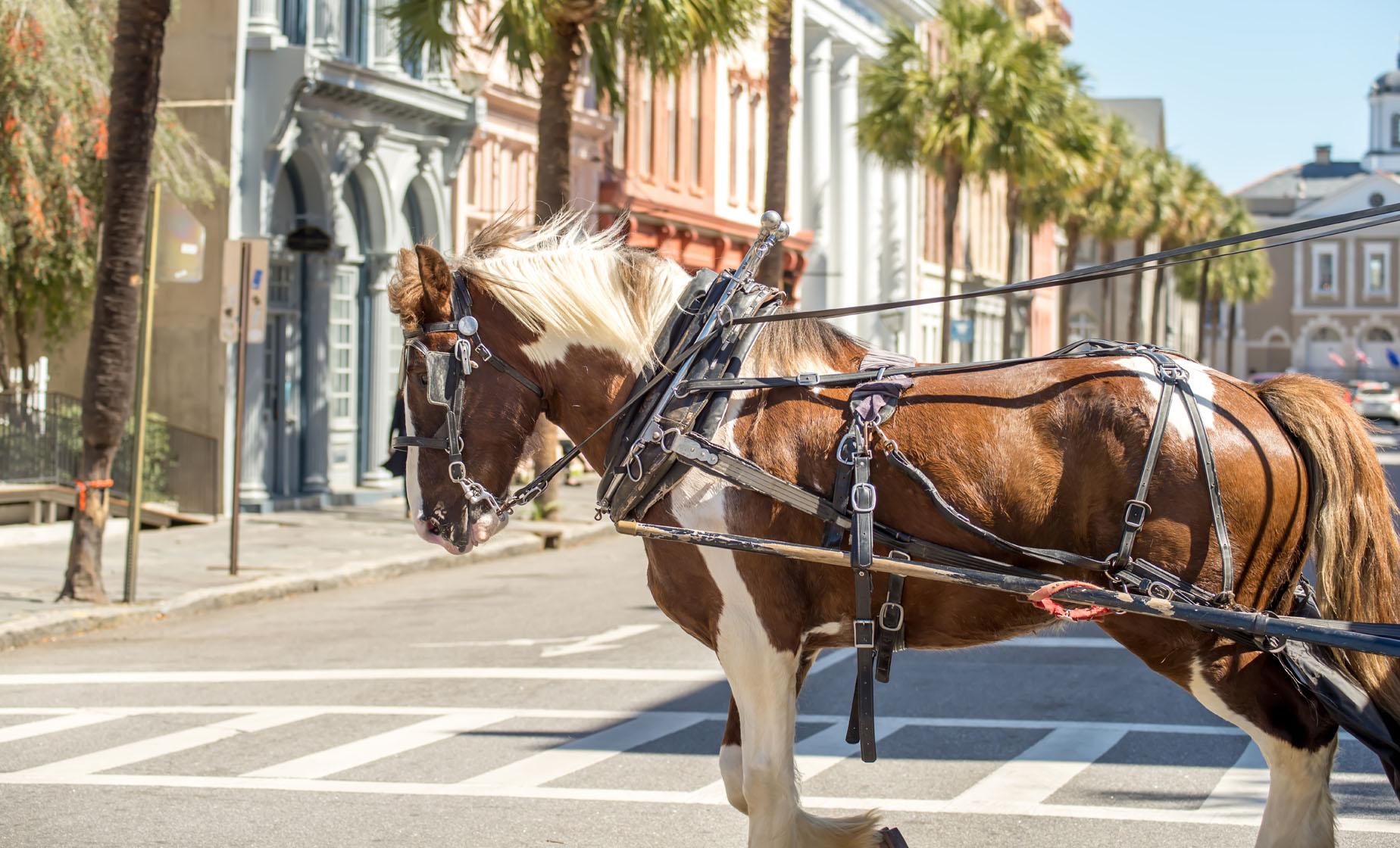 Private Charleston Historic Carriage Ride - Image 1
