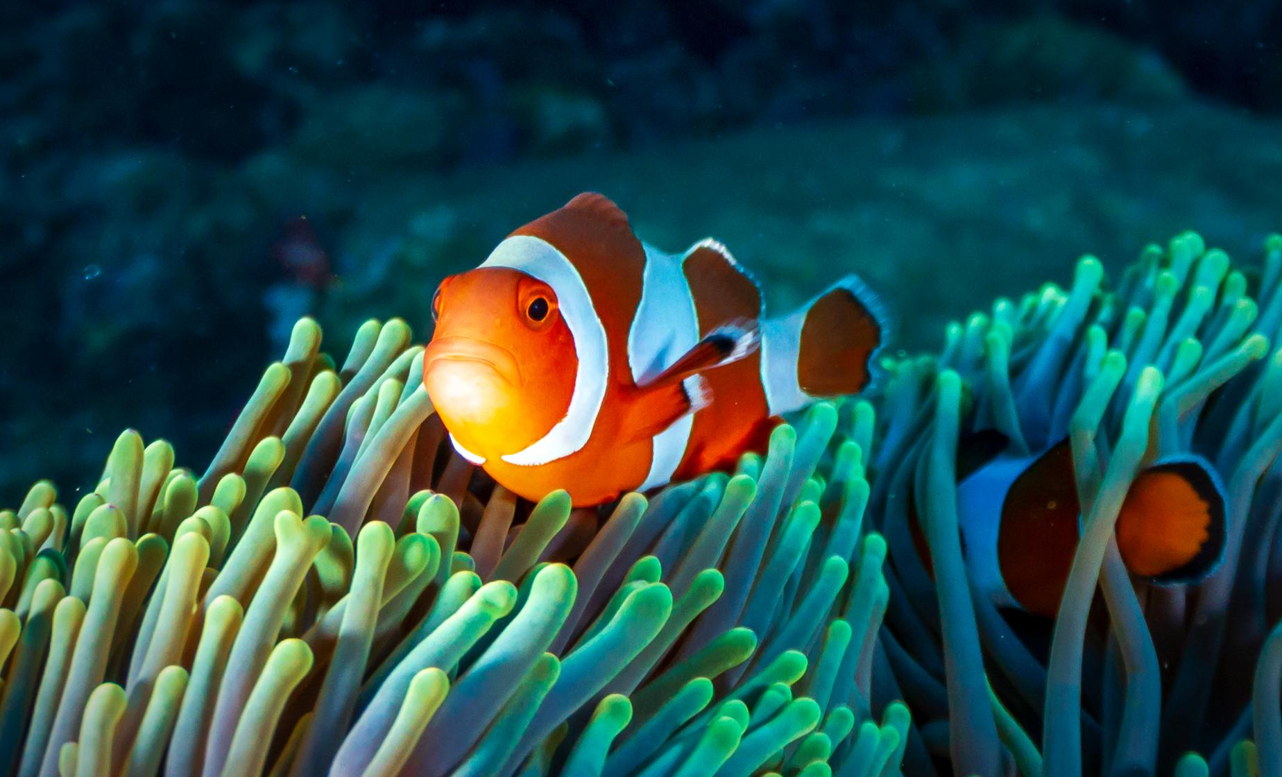 Coral World and Coki Beach - Image 1