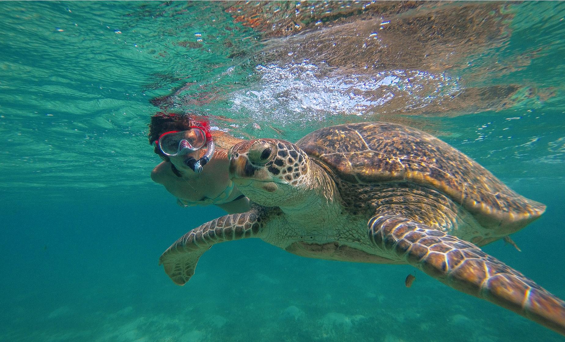 Half Day Sail and Snorkel with the Turtles - Image 1
