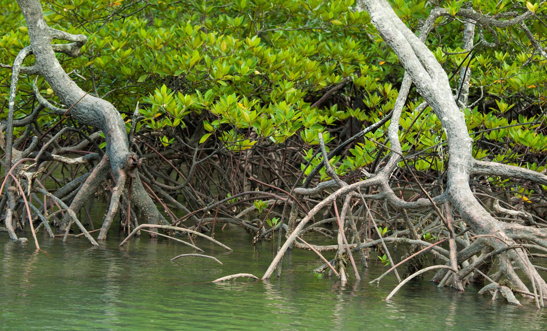 Kayak, Hike & Snorkel Adventure - Image 1
