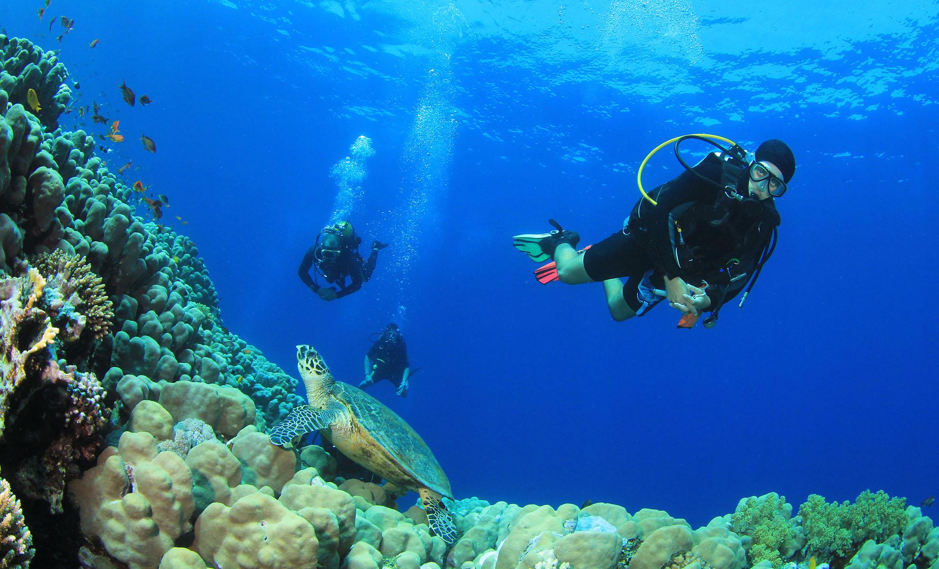 One Tank Certified Beach Dive - Image 1