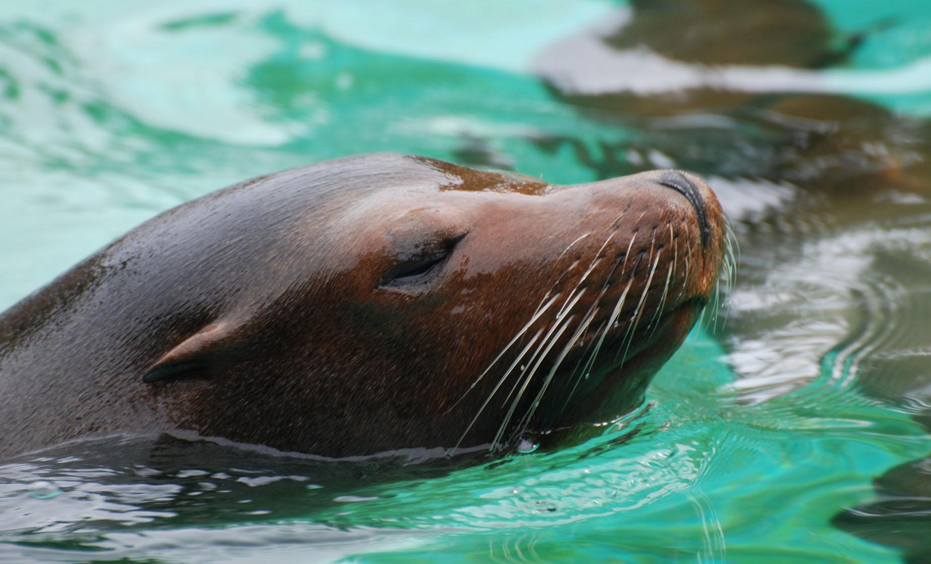 Sea Lion Encounter and Coral World - Image 1