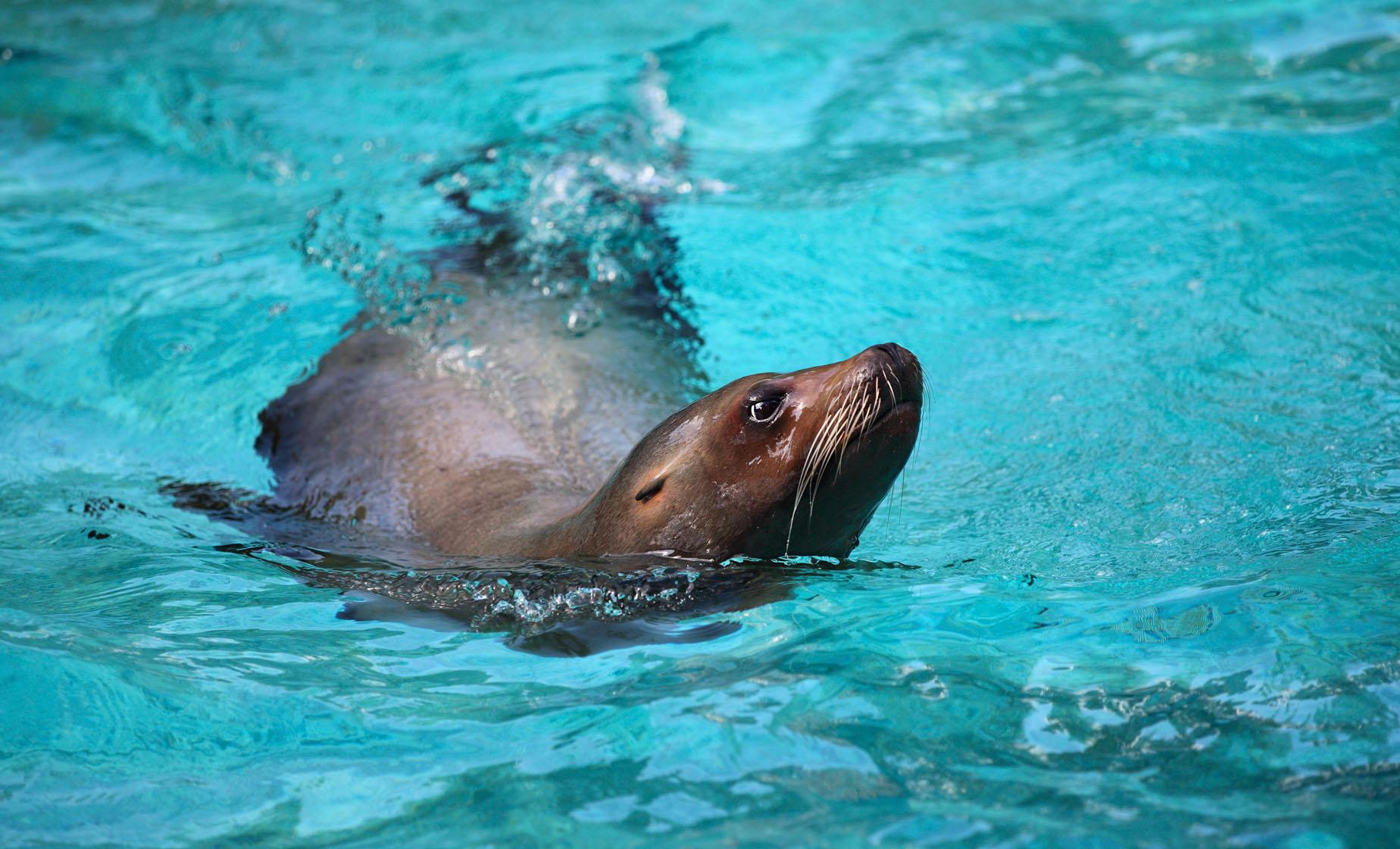 Sea Lion Swim, Coral World and Coki Beach - Image 1